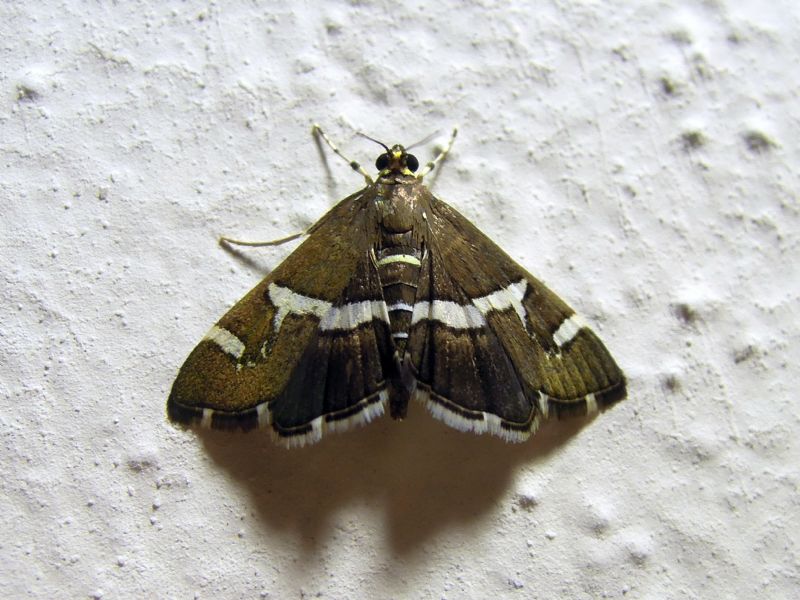 Spoladea recurvalis - Crambidae